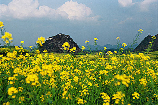 地点,油菜籽,花,山,罗平,云南,中国