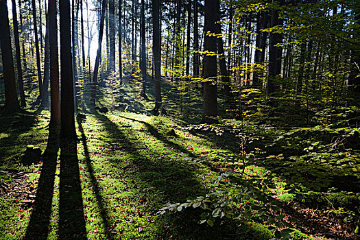 混交林,挪威云杉,欧洲云杉,欧洲山毛榉,树,逆光,上巴伐利亚,德国,欧洲
