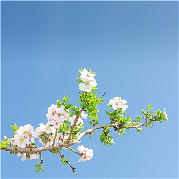 一个,盛开,枝条,苹果树,春天,蓝天