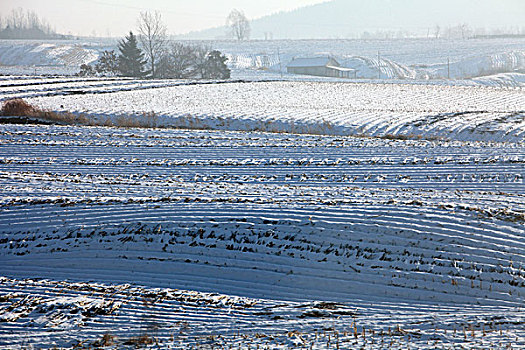 雪野,北方,东北,大雪,原野,土地,冬季,洁白,干净,风景,村庄,农村