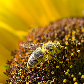 欧洲,蜜蜂,意大利蜂,进食,向日葵,花粉,下奥地利州,奥地利