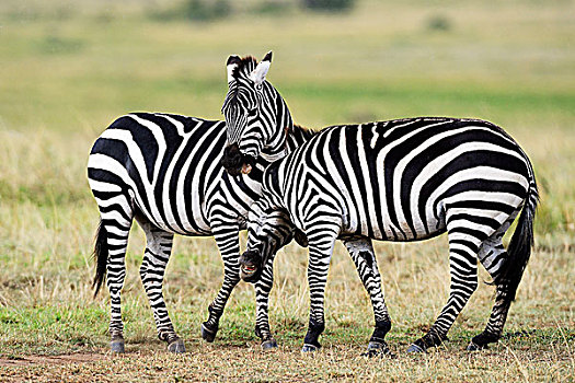 斑马,马,打闹,马赛马拉国家保护区,肯尼亚,非洲