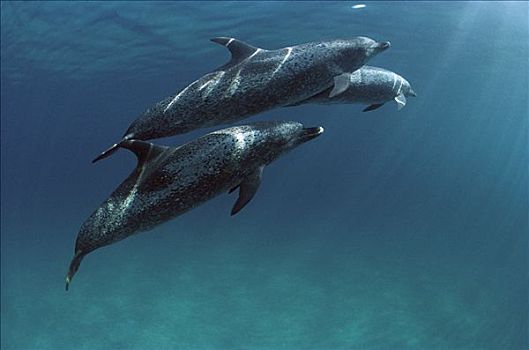 大西洋点斑原海豚,花斑原海豚,三个,水下,巴哈马