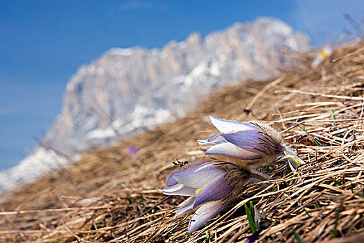 春天,白头翁花,银莲花,顶峰,白云岩,意大利,欧洲
