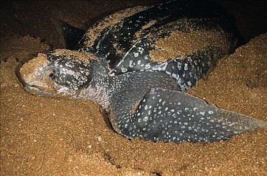棱皮海龟,棱皮龟,雌性,海滩,产卵,麦尔斯堡海滩,圭亚那