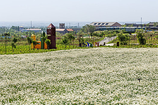 夏初盛开的成片的白色雏菊花田,拍摄于山东省安丘市齐鲁酒地景区