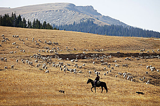 绵羊,放牧,怀俄明,美国