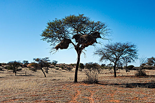 骆驼,刺,树,鸟窝,交际,织布鸟,卡拉哈里沙漠,纳米比亚,非洲