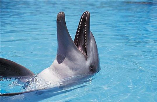 宽吻海豚,哺乳动物,海洋动物,澳大利亚,动物