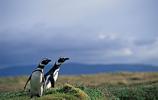 南美,智利,巴塔哥尼亚,企鹅,小蓝企鹅