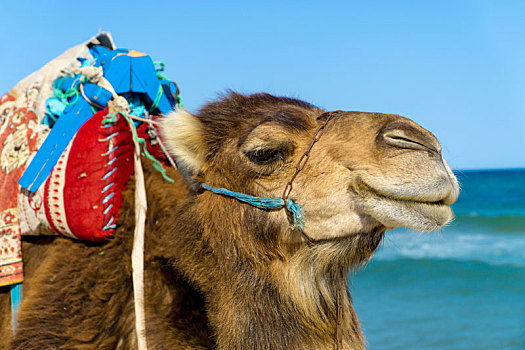 特写,单峰骆驼,海滩,突尼斯