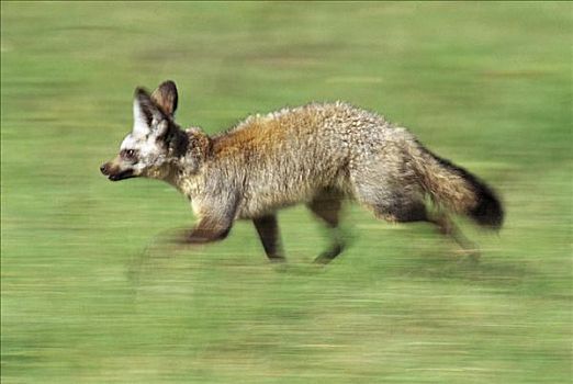 大耳狐,跑,哺乳动物,肯尼亚,非洲,动物