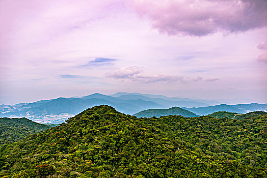 风景,俯视,苔藓,树林,雾林,雾,雨林,金马伦高地,马来西亚,亚洲