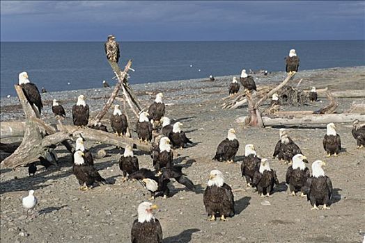 白头鹰,海雕属,雕,群,阿拉斯加