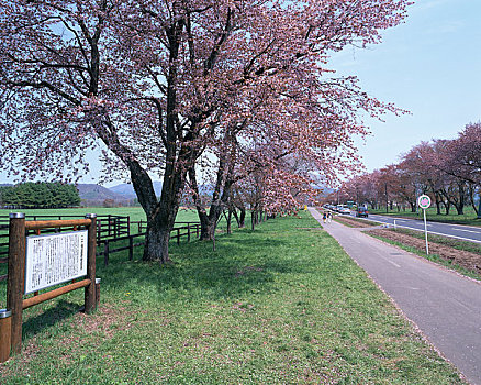 樱花,树,道路