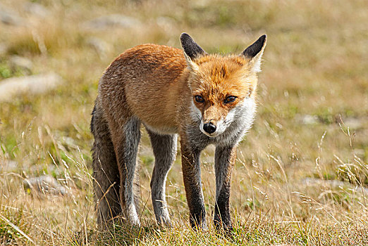 幼兽,欧洲,红狐,狐属,国家公园,波兰