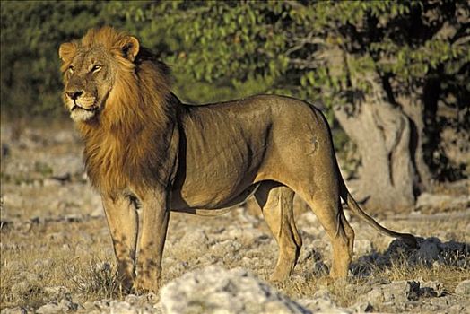 站立,狮子,埃托沙国家公园,纳米比亚