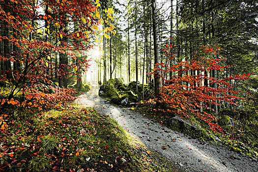 树林,道路,亮光,逆光,太阳,雾,山,阿尔卑斯山,秋天,山毛榉,红色,绿色,对比,荫凉