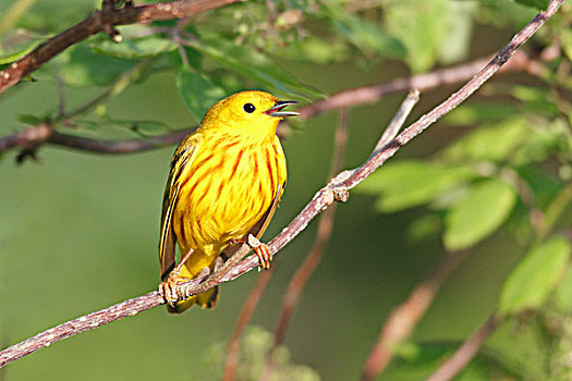 黄色,鸣禽,美洲黄莺,唱,新斯科舍省,加拿大