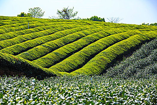 茶山,寺院,线条