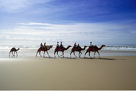 人,骑,骆驼,灯塔,海滩,港口,麦夸里岛,新南威尔士,澳大利亚