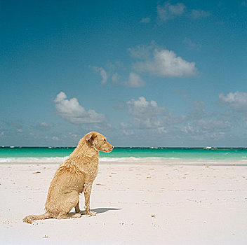 狗,坐,白色,沙滩