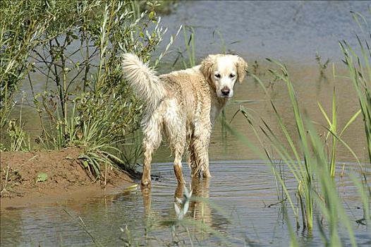 亮光,金毛猎犬,母狗,站在水中