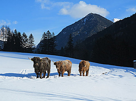 自然,场景,母牛,动物,冬天,雪,山景,背景