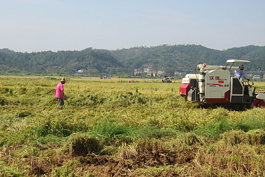 农机收割稻谷