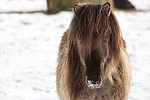 冰岛马,冬天