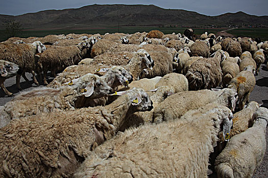 放牧,羊群
