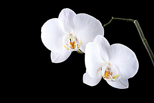 蝴蝶兰属,两个,白色,兰花,露珠,隔绝,黑色背景,背景