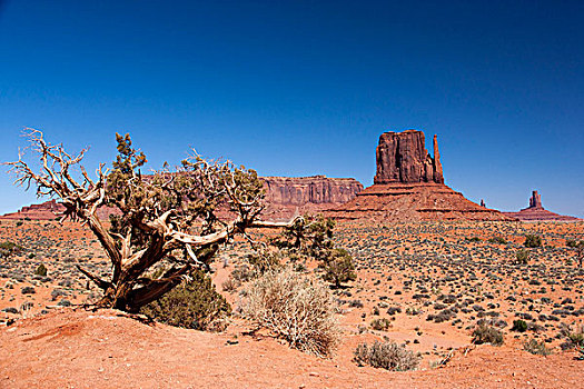 景色,风景,手套山,背景,纪念碑谷,亚利桑那,美国