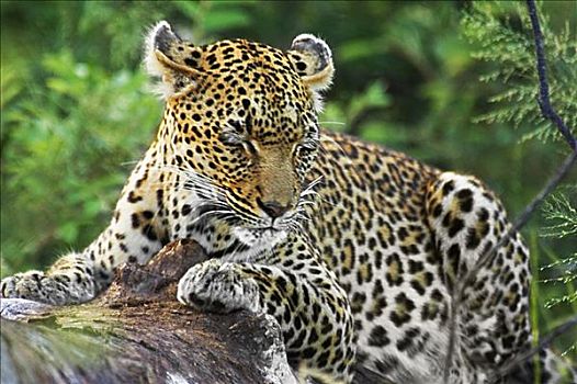 豹,休息,树林,禁猎区,克鲁格国家公园,林波波河,南非