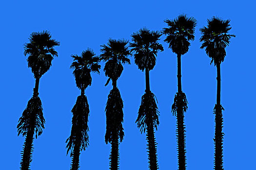 加利福尼亚,棕榈树,西部,海浪,味道,美国