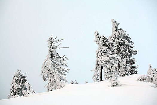 冬季风景,积雪,树林