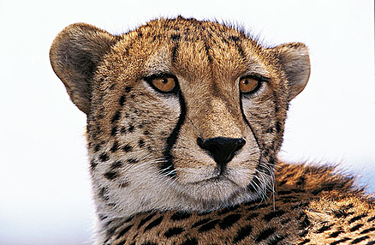 印度豹,猎豹,肯尼亚