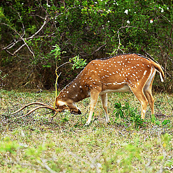 花鹿,公鹿,死,擦,枝条,国家公园,斯里兰卡,亚洲