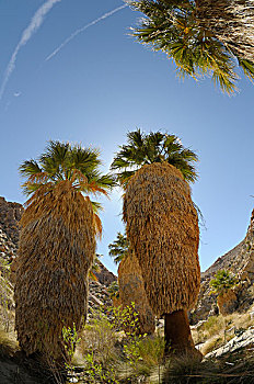 美国,加利福尼亚,约书亚树国家公园,荒芜,扇形棕榈