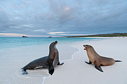加拉帕戈斯,海狮,加拉帕戈斯海狮,一对,海滩,加拉帕戈斯群岛,厄瓜多尔