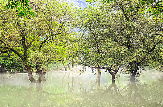 水中的树和晨雾