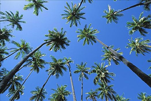 夏威夷,莫洛凯岛,椰树,小树林,蓝天