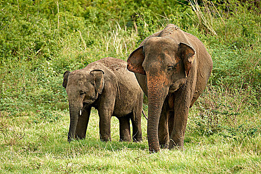 斯里兰卡,大象,象属,放牧,国家公园,北方,中央省,亚洲