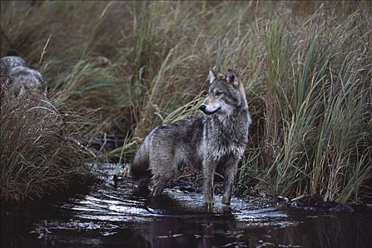 大灰狼,狼,猎捕,美洲海狸,美洲河狸,河流,明尼苏达