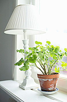 盆栽,天竺葵,白色,旧式,台灯,窗台