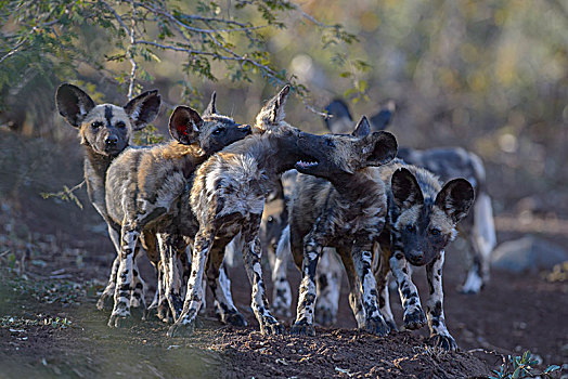 非洲野狗,非洲野犬属,玩,小动物,干燥,河床,禁猎区,南非,非洲