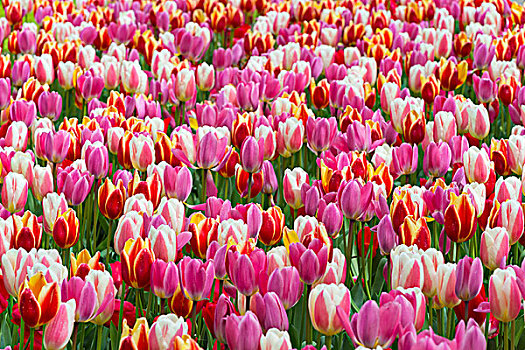 彩色,多彩,郁金香,春天,库肯霍夫花园,荷兰南部,荷兰