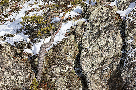 芬兰,一个,松树,岩石上,冬天