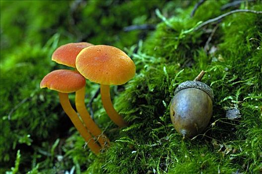 无毒蘑菇种类图片