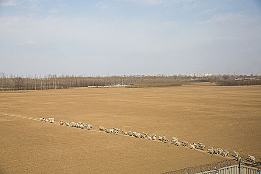初春,华北平原,羊群